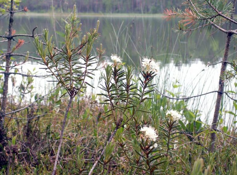Болотистый кустарник. Багульник болотный. Багульник болотный растение. Багульник болотный Ledum palustre l.. Багульник в Якутии.